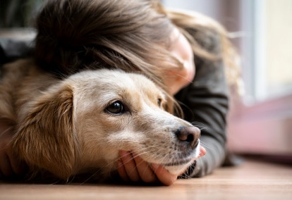Pet Insurance