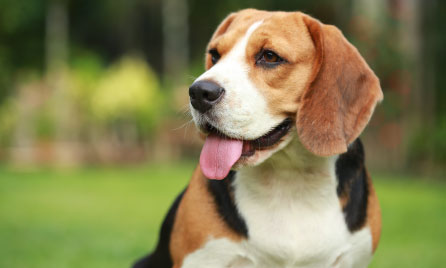 Beagle dog breed information