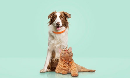 Get a Pet Insurance quote