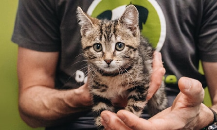 interesting facts about cats