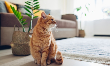 Common cat care questions