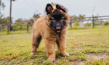 What to consider before getting a new puppy