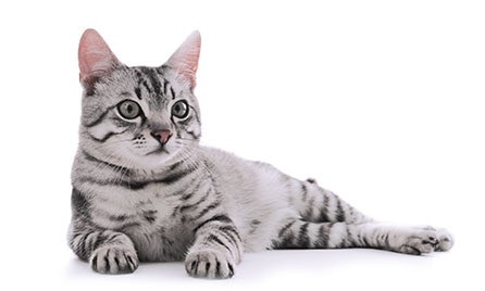 Everyday Pet Insurance for Cats