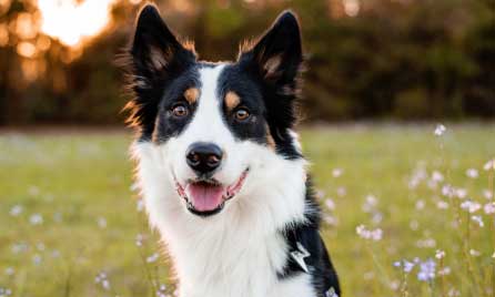 Border Collie dog breed information