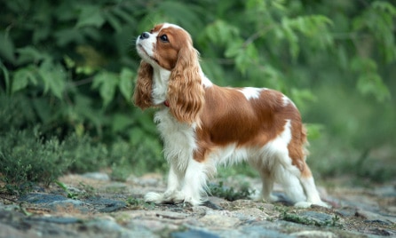 Cavalier King Charles Spaniel dog breed information