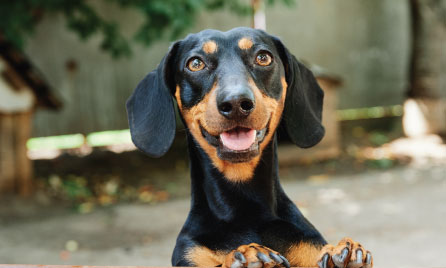 dachshund dog breed information