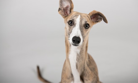 Greyhound dog breed information