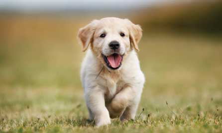 Golden Retriever dog breed information