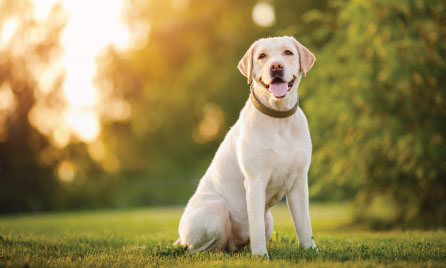 labrador dog breed information