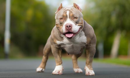 Best dog food for best sale pocket bullies