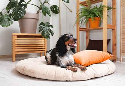 Dog Image 