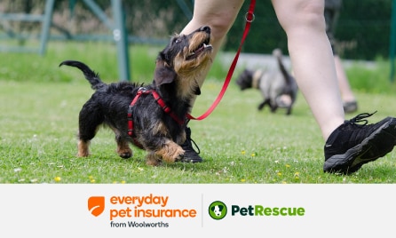 PetRescue