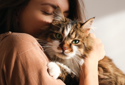 PetRescue Cats