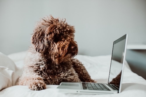 dog working