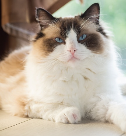 Ragdoll