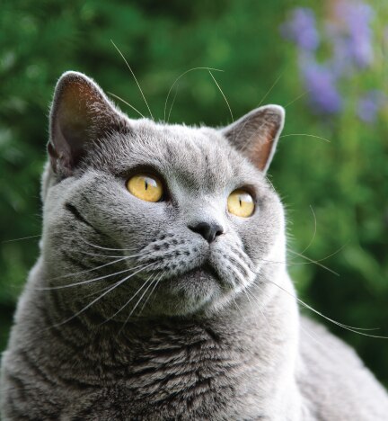 british shorthair