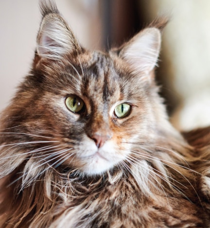 Maine coon