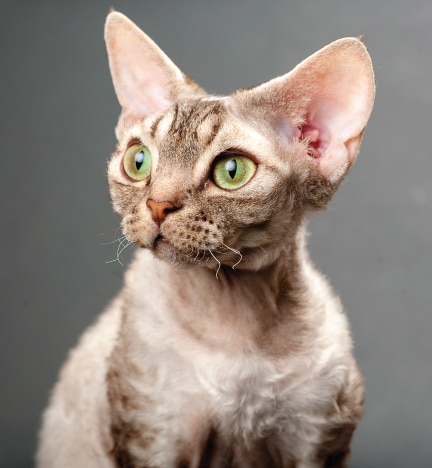 devon rex