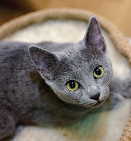 russian blue