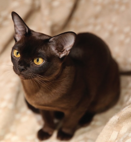 Burmese