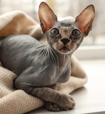 Sphynx