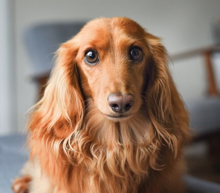 Dachshund