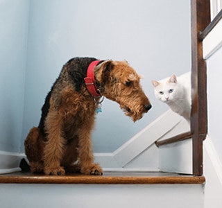 Dog Image 