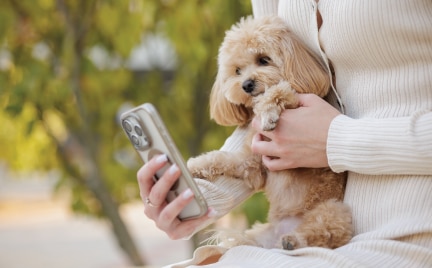Dog Image 