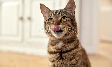 Cat Image