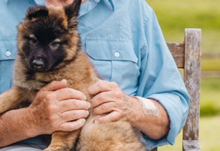 Dog Image 