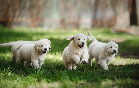 Dog puppies running