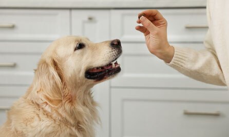 How often should I worm my dog?