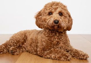 How to groom my dog at home