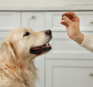 Dog Image