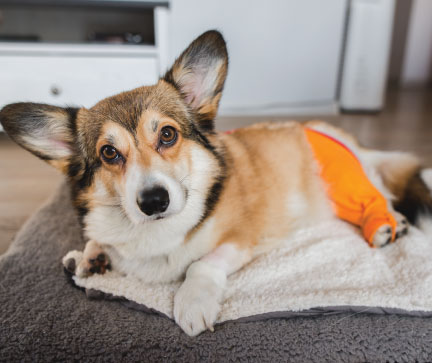 Puppy after surgery on a leg