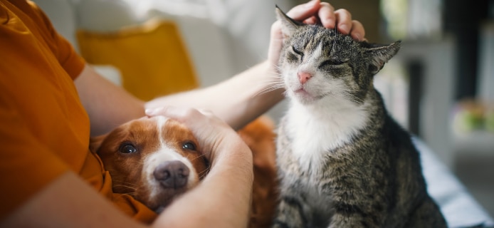 gastroenteritis-in-cats-and-dogs