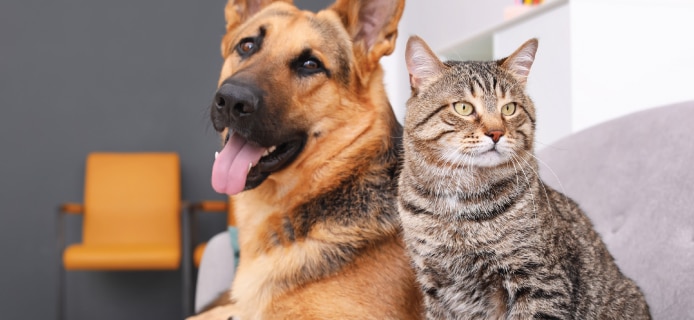Cat and dog