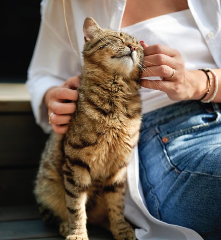 Domestic cat