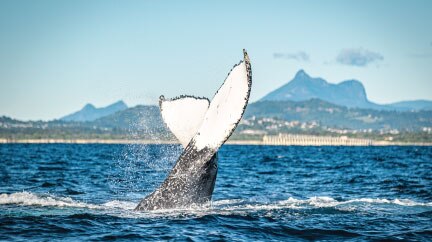 Whale watching