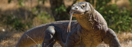 Komodo national park