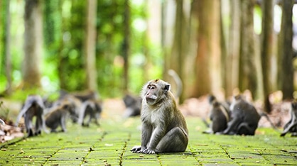 Bali