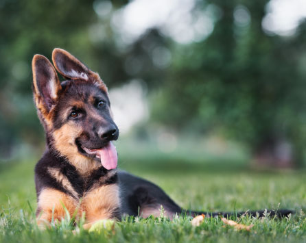 German Shepherd