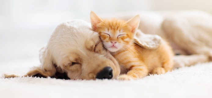 Pet Health Hub.