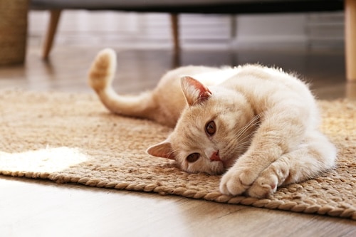 What to know before getting a cat