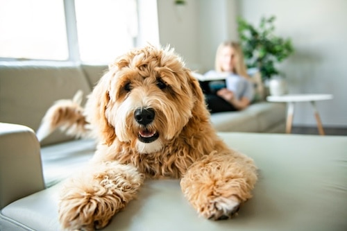 What to know before getting a dog