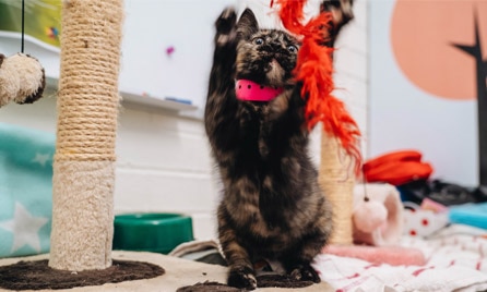 Choosing a cat breed