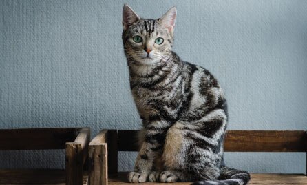 Domestic short-hair cat
