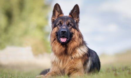 German Shepherd