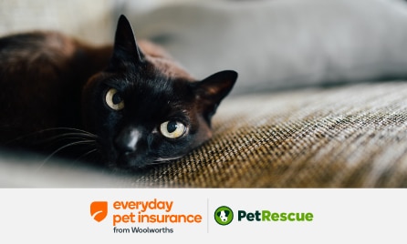 PetRescue