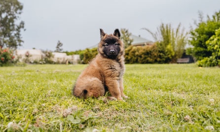 Choosing a dog breed